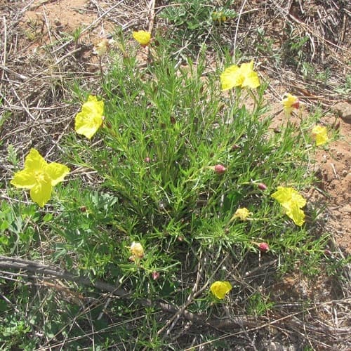 Hartweg's Sundrops
