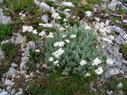 Silvery Yarrow