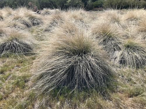Deergrass