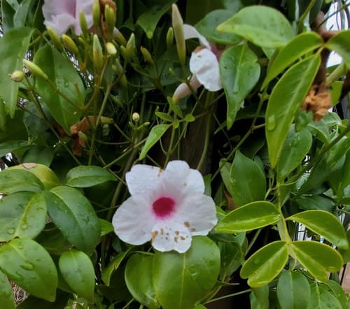 Bower Plant