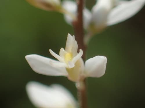 Rootbeer Plant