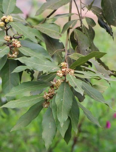 Canary Laurel