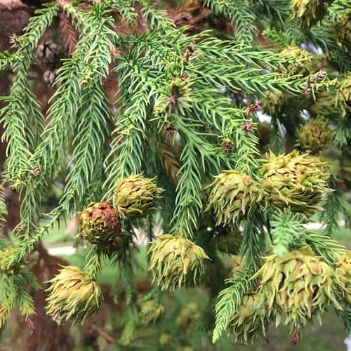 sugi