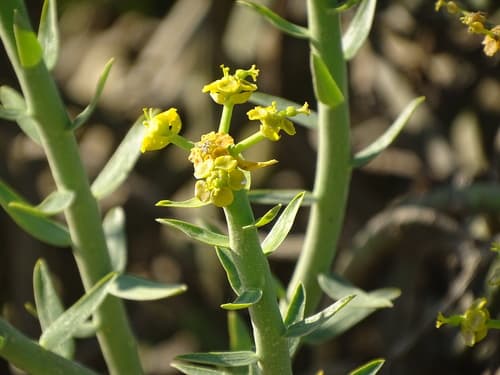 Yellow Milkbush