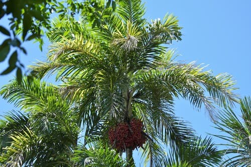 Peach Palm Bonsai