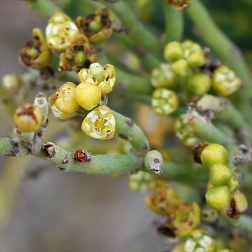 Downy Dodder-laurel