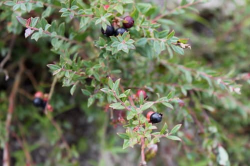 Darrow's Blueberry