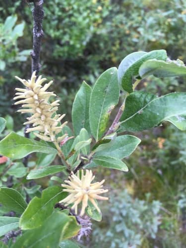 Grayleaf Willow