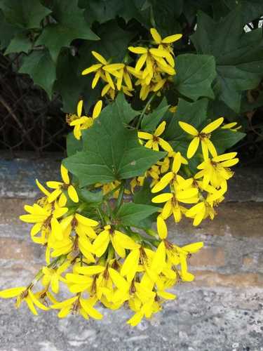 Canary creeper