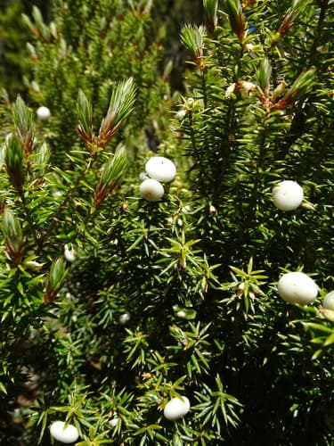 Prickly mingimingi
