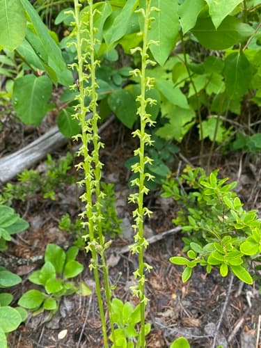 Alaska Rein Orchid