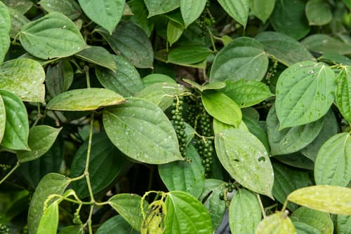 Black Pepper Bonsai