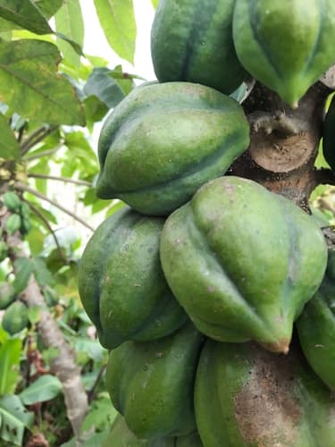 Mountain pawpaw