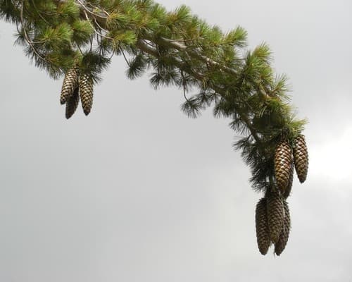 Sugar Pine Branch with Cones