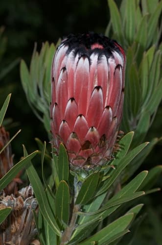 Oleander-leaf Protea