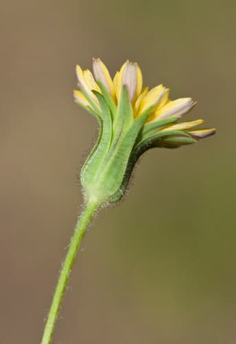 Annual Agoseris