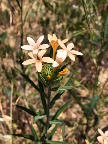 Grand Collomia