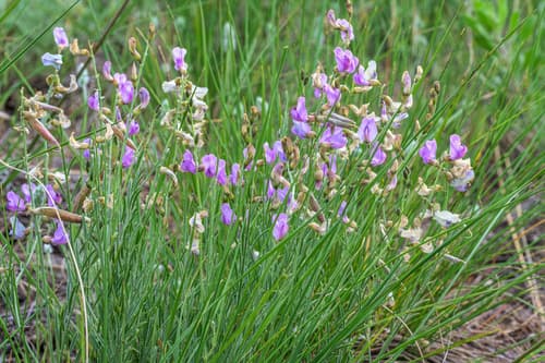 Timber Milkvetch
