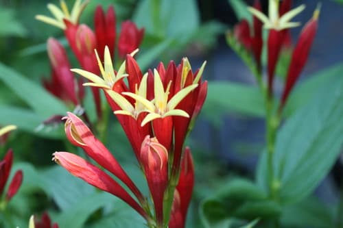 Woodland Pinkroot