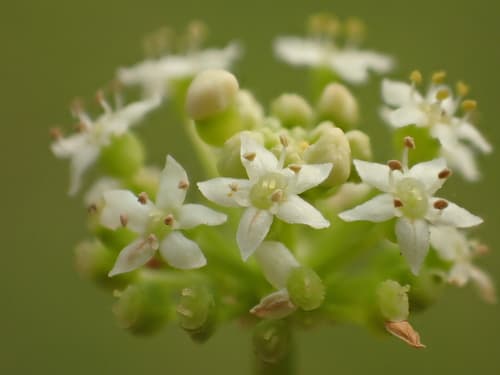 Whorled Pennywort