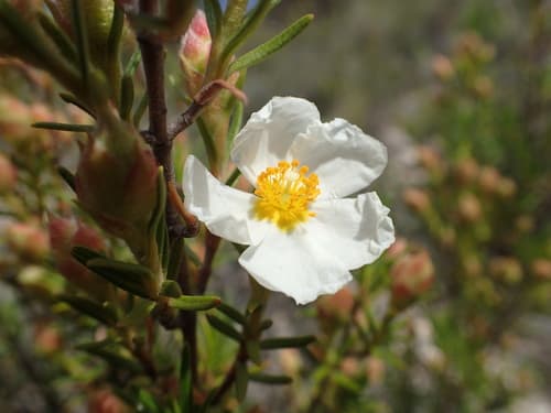 Cistus umbellatus Bonsai