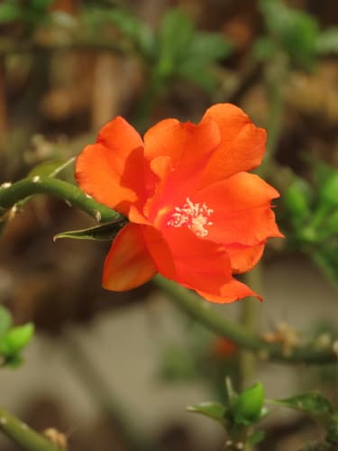 Rose Cactus