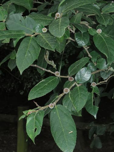 Creek Sandpaper Fig