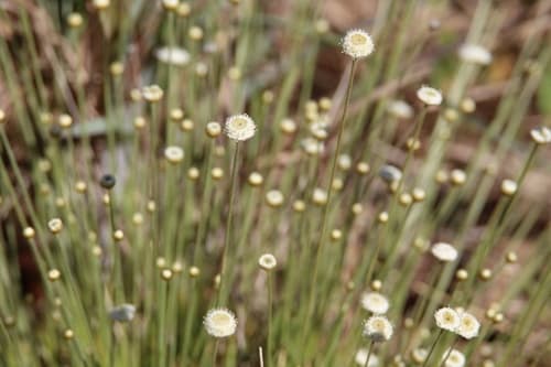 Yellow Hatpins