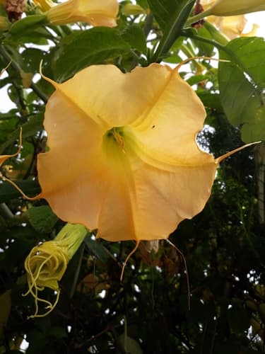Golden Angel's Trumpet Bonsai
