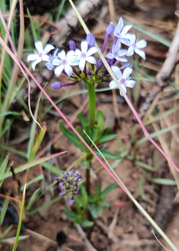 Smooth Pentanisia