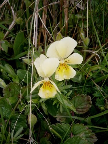 Mountain Pansy