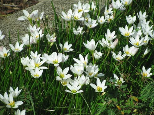 White rain-lily
