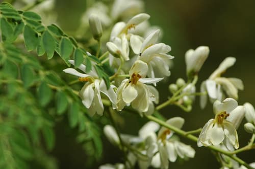 Moringa tree