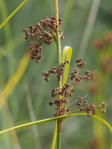 Swamp Sawgrass