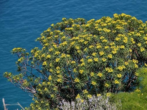 Tree Spurge
