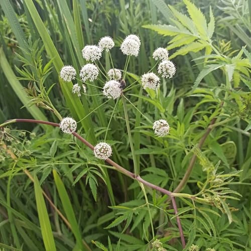 Cowbane Bonsai