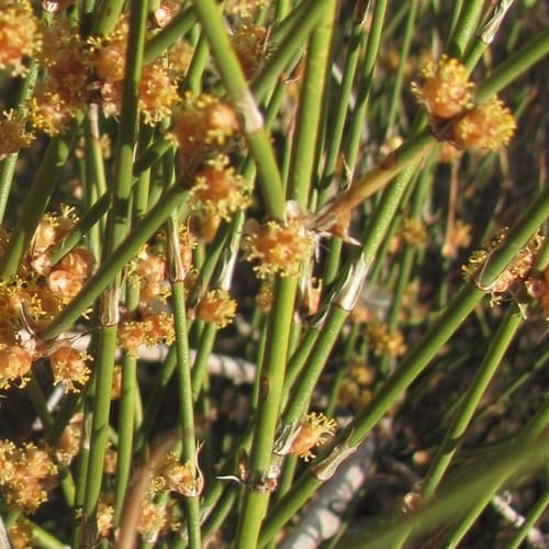 Longleaf Ephedra Bonsai