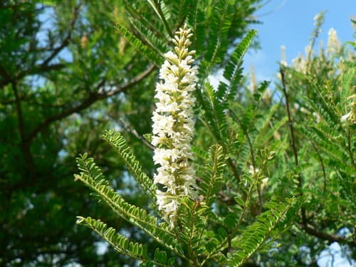Mexican Kidneywood