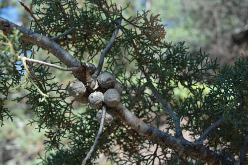 Smooth Arizona Cypress Bonsai