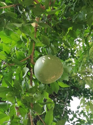Bengal Quince Tree