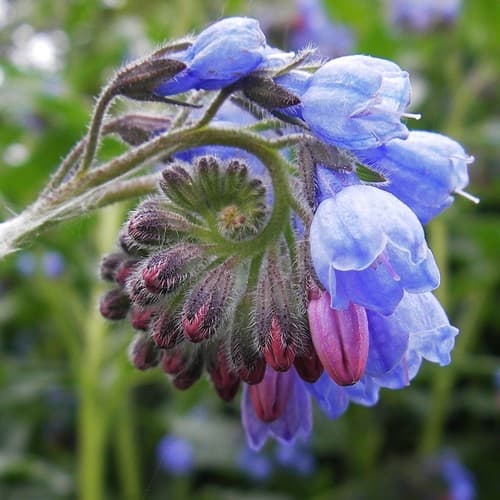 Caucasian Comfrey