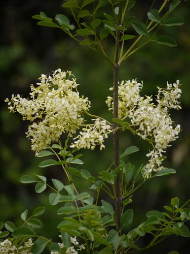 California Ash
