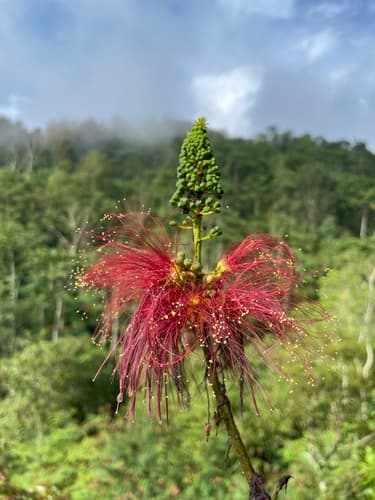 tree calliandra