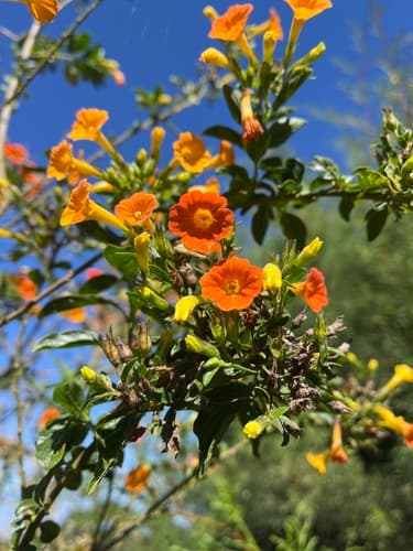 Marmalade Bush Bonsai