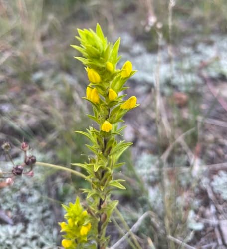 Yellow Owl's-clover