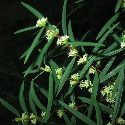 Tough Rice-flower