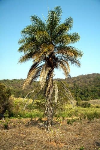 Macaw Palm