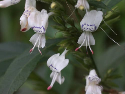 White Ribbon Flower