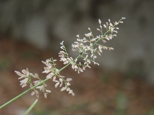 Feather Lovegrass