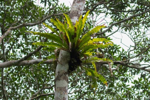 Long strapfern